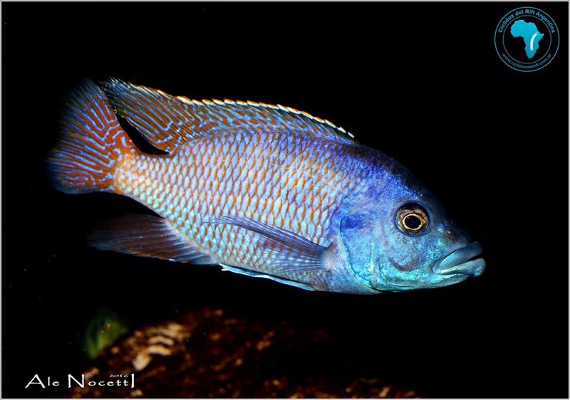 Placidochromis milomo